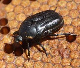  Large hive beetle; photo by Ben Oldroyd
